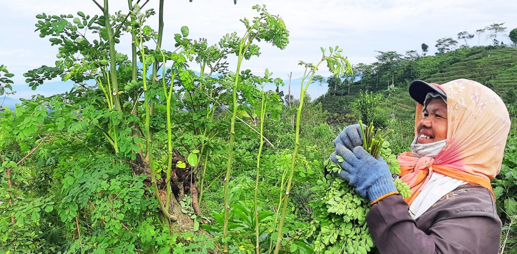 Beyond Moringa Indonesia