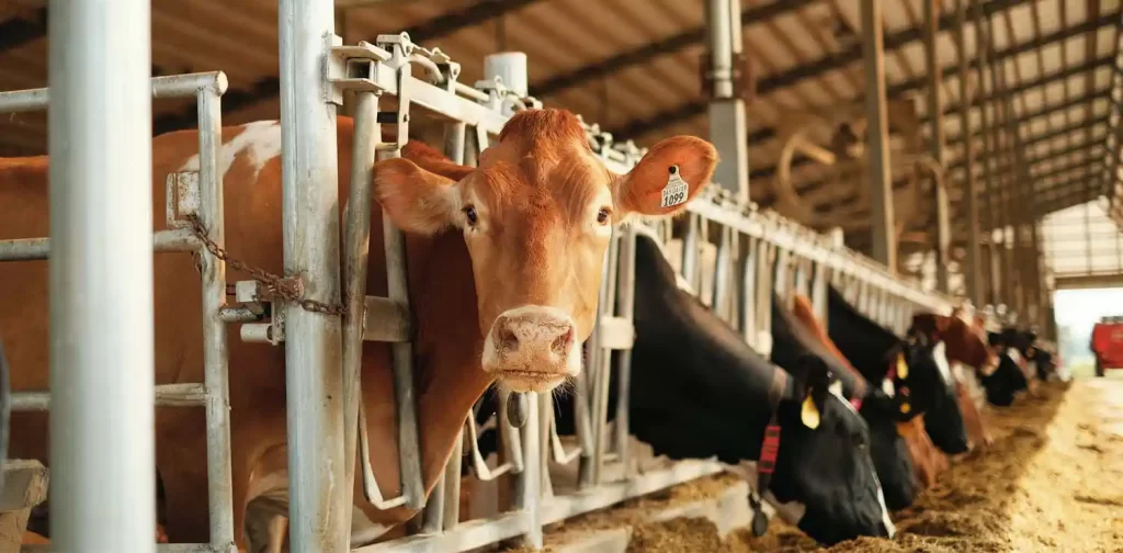 brown cow in a cage looking at the camera while the other cows are eating