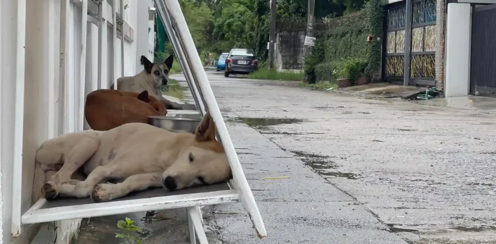 Stray dogs take refuge under the shelters