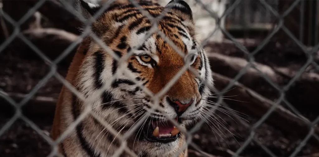 a tiger behind a cage