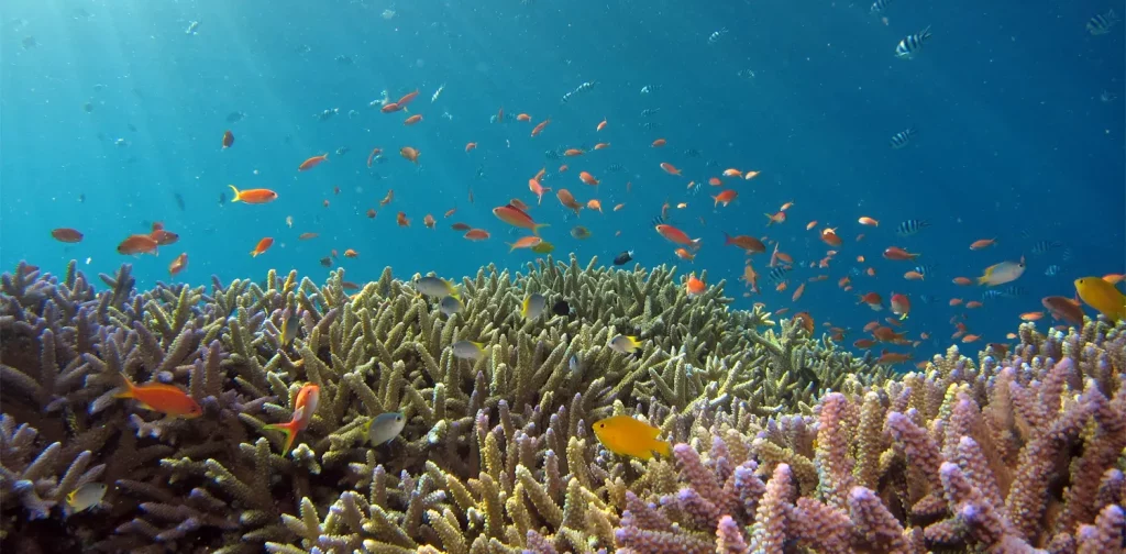 reefs and school of orange fish