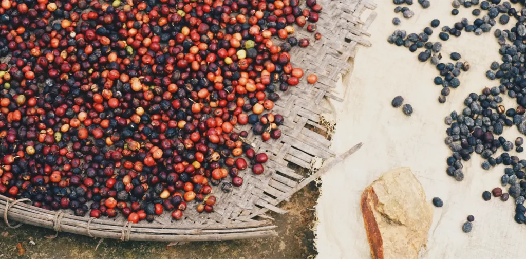 orange, red, and black coffee beans spread on two trays