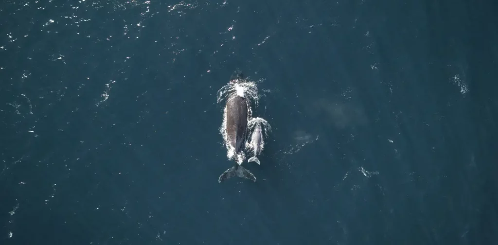 an aerial view of two humpback whales with their tails surfacing. one is bigger than the other, probably a mother and her calf.