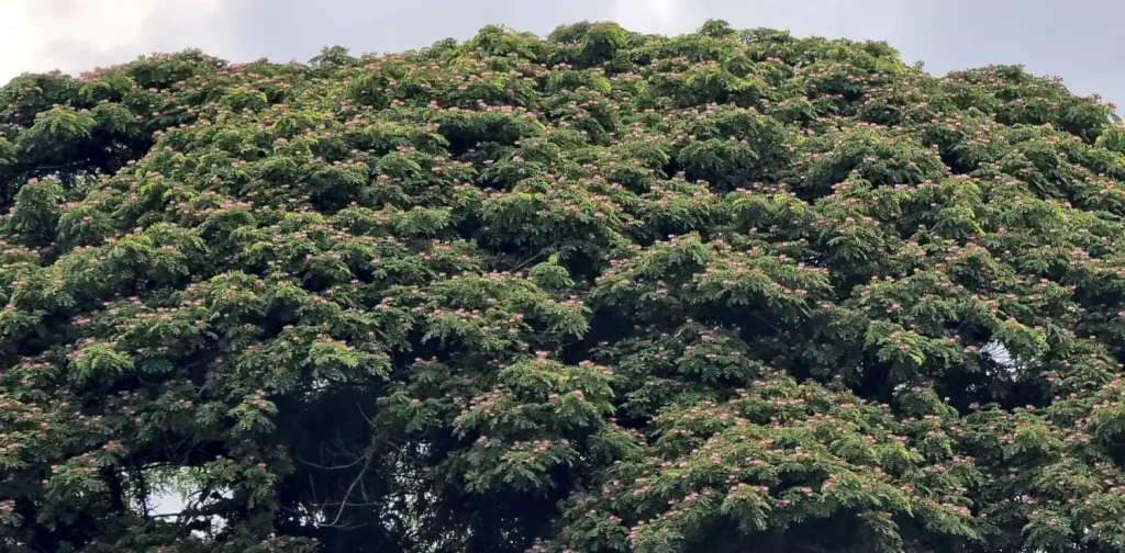 shrubs of tree leaves