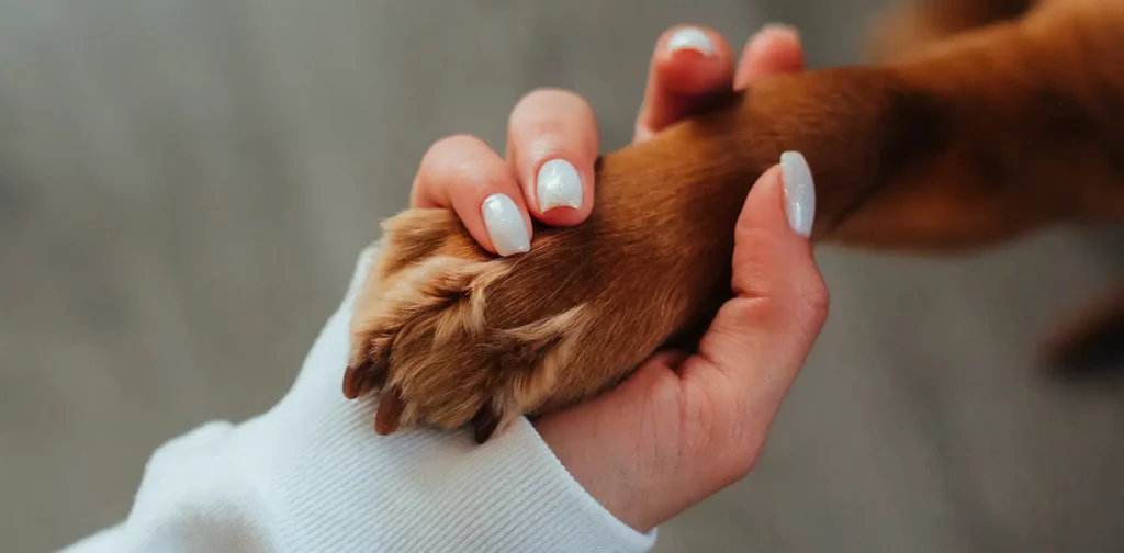 a close-up photo of a hand holding a dog’s paw