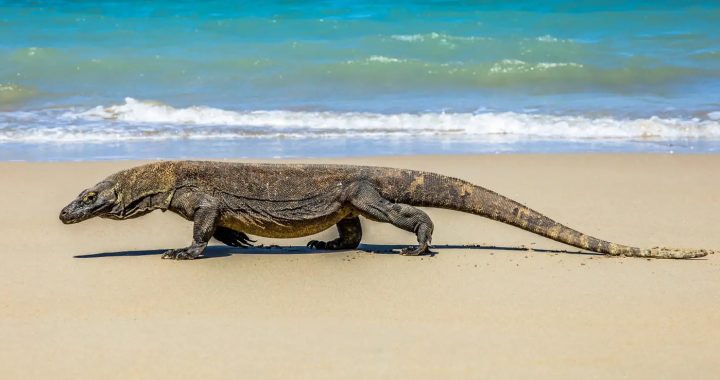 a komodo dragon is roaming about in the coast of Komodo Island, West Manggarai, East Nusa Tenggara.