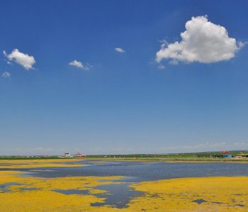 a quite large body of water covered with yellow algae under blue skies