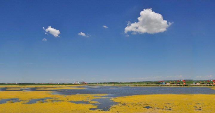 a quite large body of water covered with yellow algae under blue skies